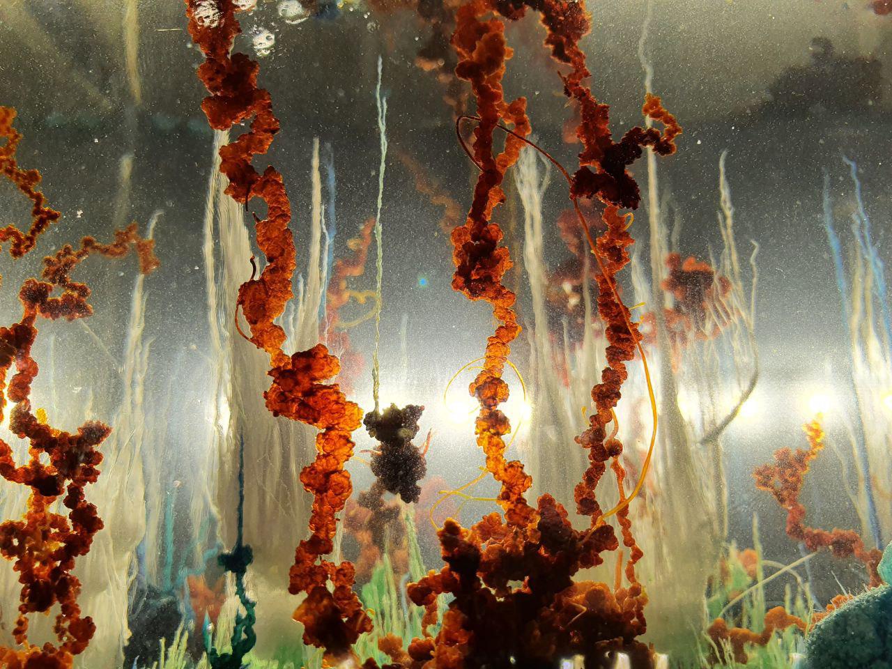 Detail nasvíceného akvária